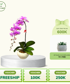 Cây hoa lan treo trong nhà đẹp – Sang trọng, dễ chăm sóc | Mầm Xanh