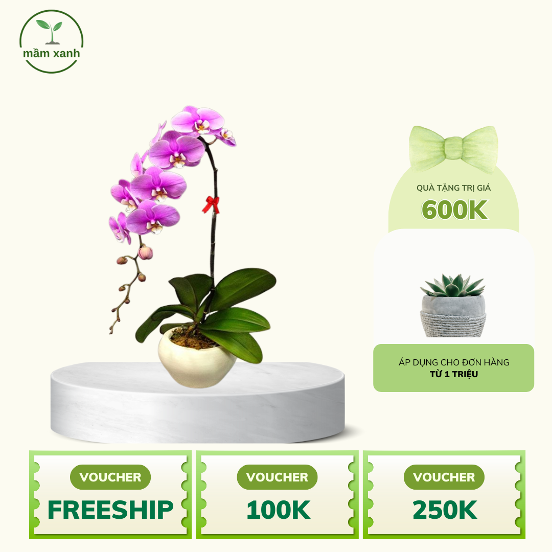 Cây hoa lan treo trong nhà đẹp – Sang trọng, dễ chăm sóc | Mầm Xanh