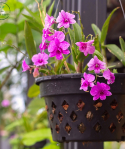 Alternative view of Cây hoa lan treo trong nhà đẹp – Sang trọng, dễ chăm sóc | Mầm Xanh