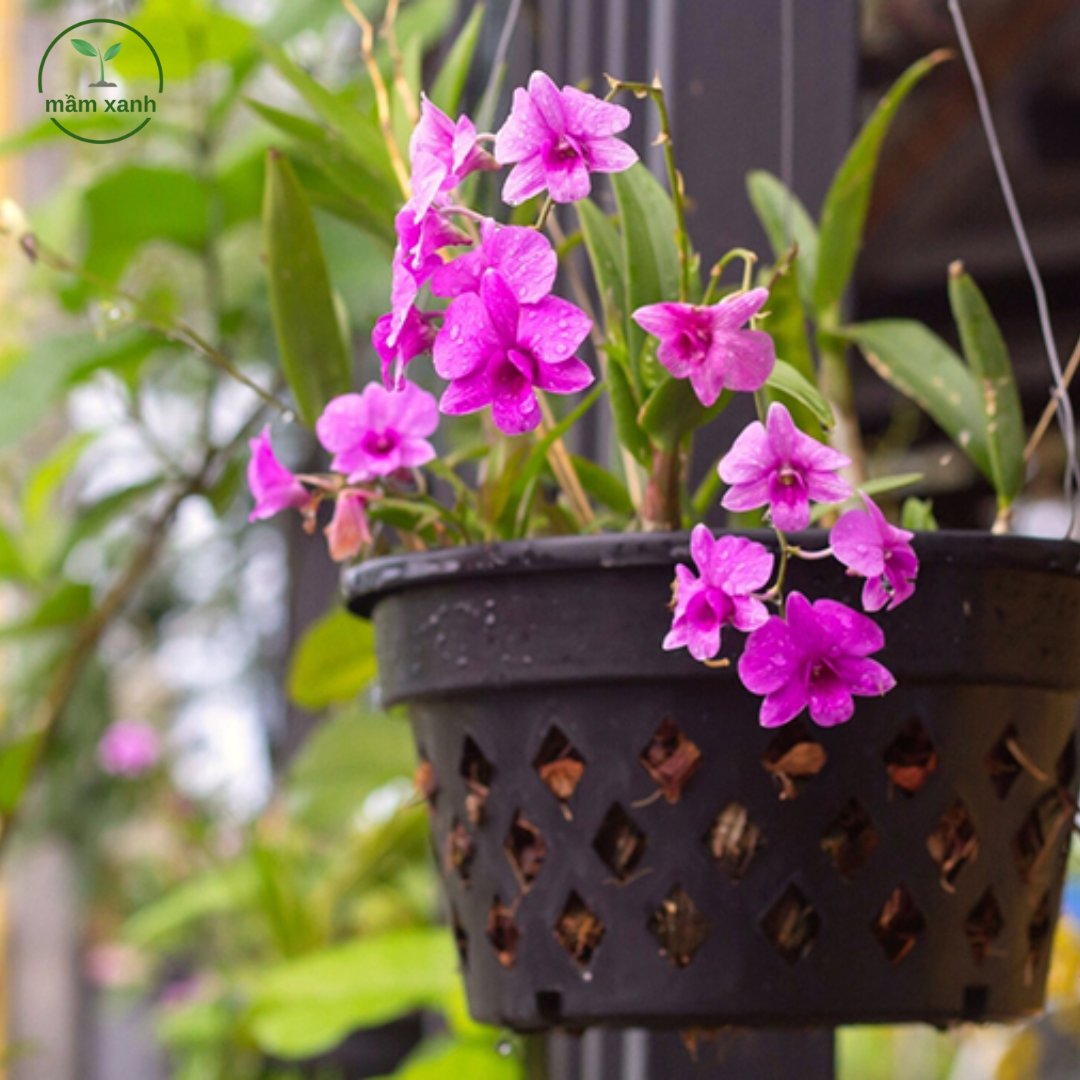 Cây hoa lan treo trong nhà đẹp – Sang trọng, dễ chăm sóc | Mầm Xanh - Ảnh 2