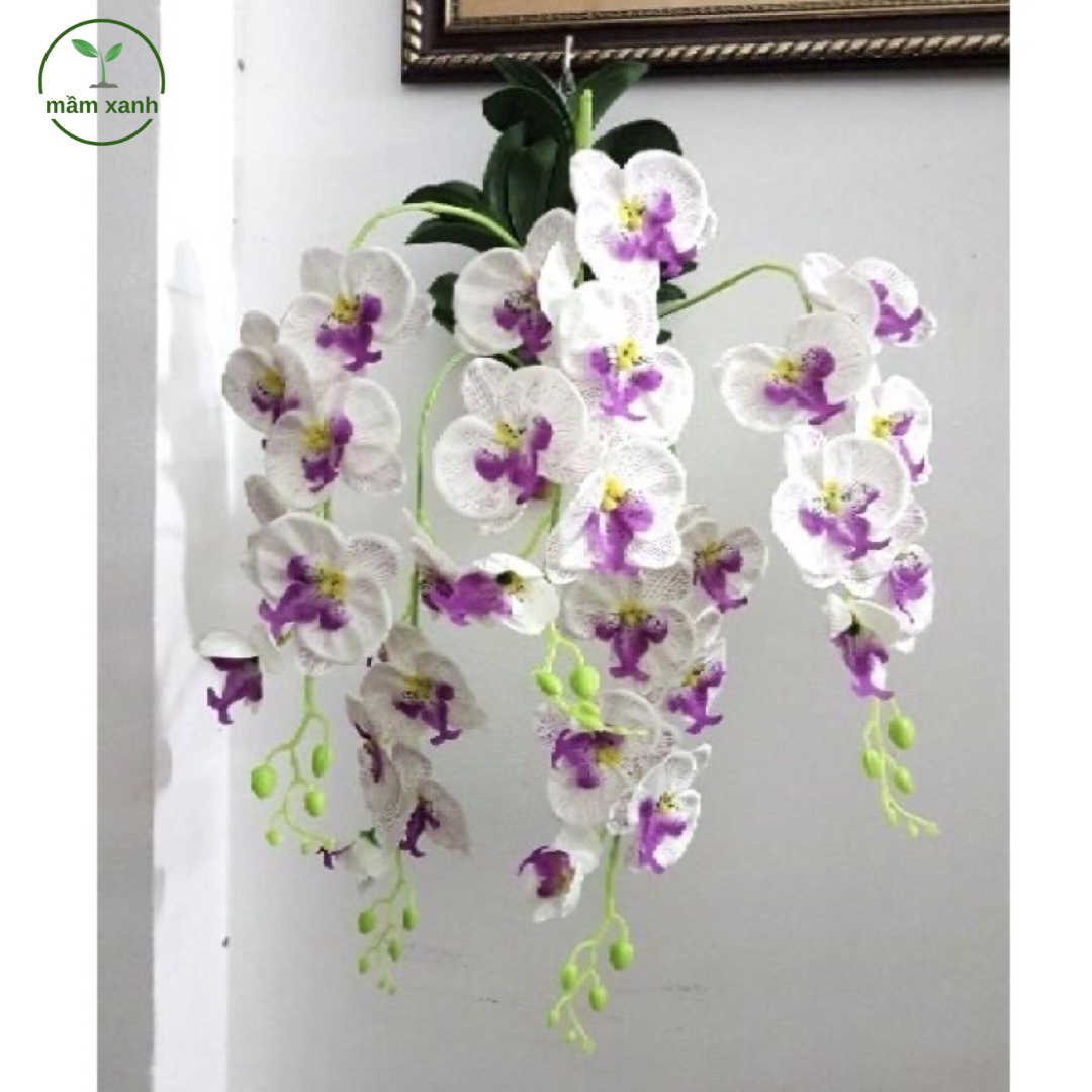 Cây hoa lan treo trong nhà đẹp – Sang trọng, dễ chăm sóc | Mầm Xanh - Ảnh 4