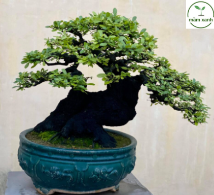 Phong thuỷ cây cẩm thị