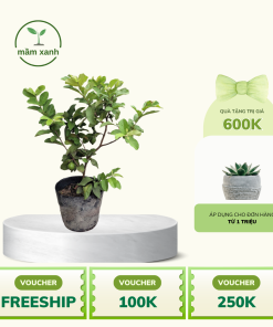 Cây giống ổi lê Đài Loan chuẩn giống F1 - Đảm bảo, uy tín