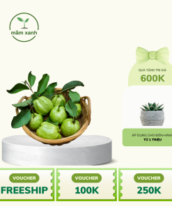 Alternative view of Cây giống ổi lê Đài Loan chuẩn giống F1 - Đảm bảo, uy tín