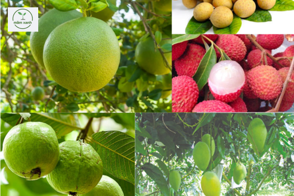 Các loại cây ăn quả miền Bắc