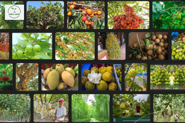 Các loại cây ăn quả miền Bắc