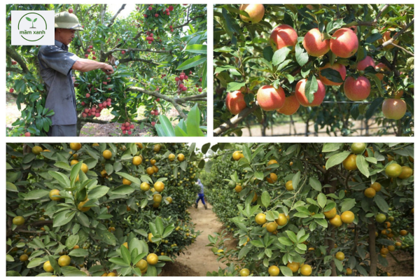 Các loại cây ăn quả miền Bắc