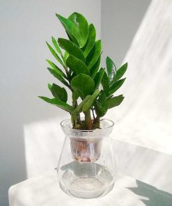 Alternative view of Cây Kim Tiền