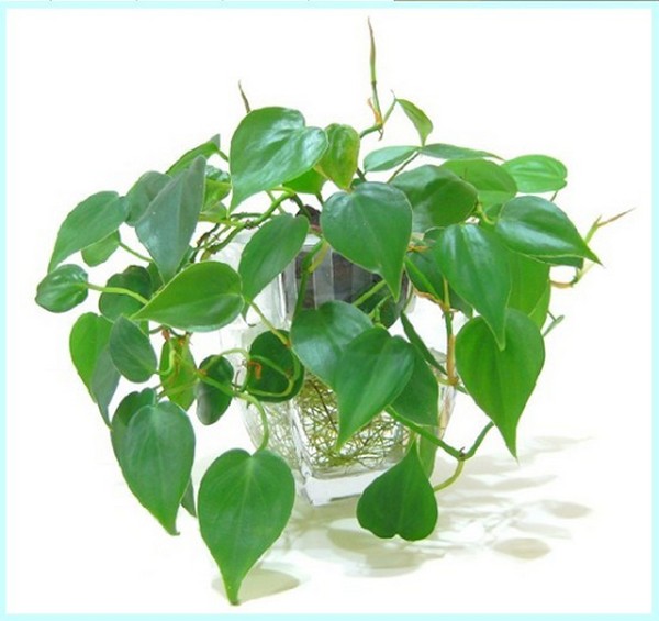 Dây Thường Xuân - Ảnh 2