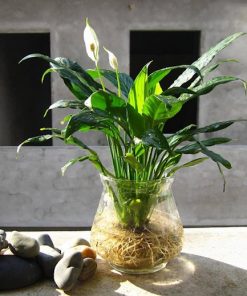 Alternative view of Cây Lan Ý