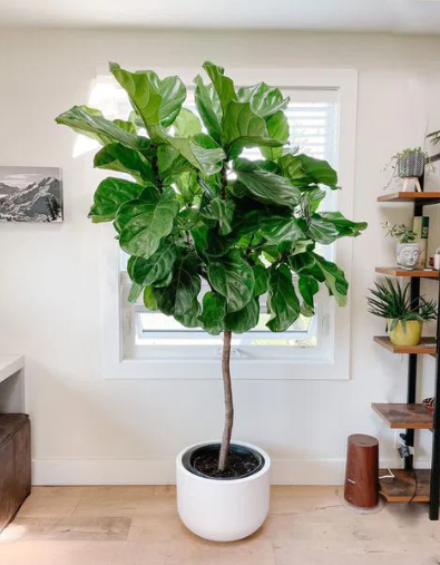 Cây cảnh trang trí phòng làm việc