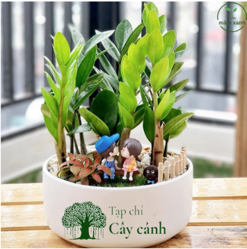 Cây cảnh phong thủy cho người tuổi tý