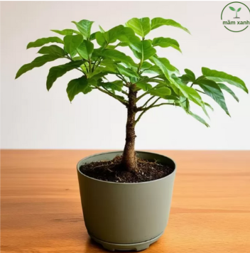 Cây cảnh phong thủy cho người tuổi tý