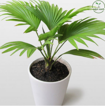 Cây cảnh phong thủy cho người tuổi tý