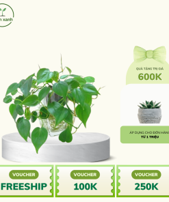 Dây Thường Xuân