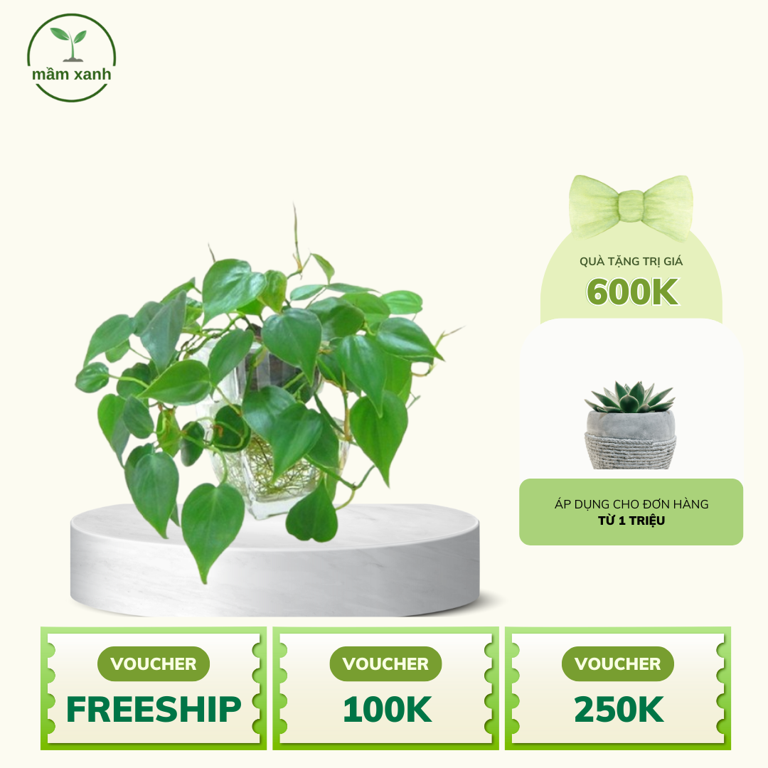 Dây Thường Xuân