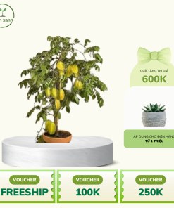 Cây khế làm cảnh, ăn quả, ngọt - uy tín chất lượng chuẩn F1