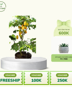 Alternative view of Cây khế làm cảnh, ăn quả, ngọt - uy tín chất lượng chuẩn F1