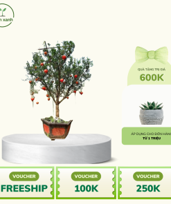 Alternative view of Cây lựu đỏ ngon, mọng nước, ngọt - uy tín chuẩn F1