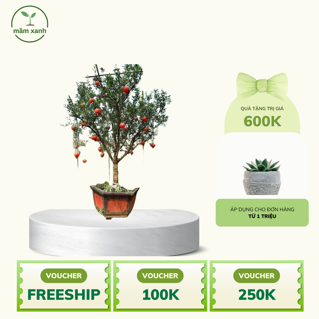 Cây lựu đỏ ngon, mọng nước, ngọt - uy tín chuẩn F1 - Ảnh 2