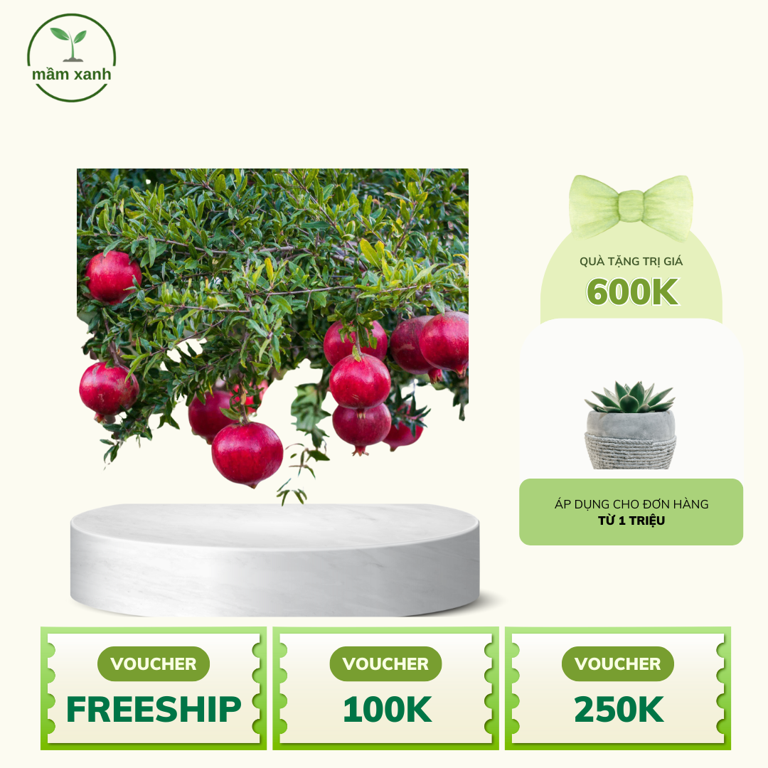 Cây lựu đỏ ngon, mọng nước, ngọt - uy tín chuẩn F1 - Ảnh 3