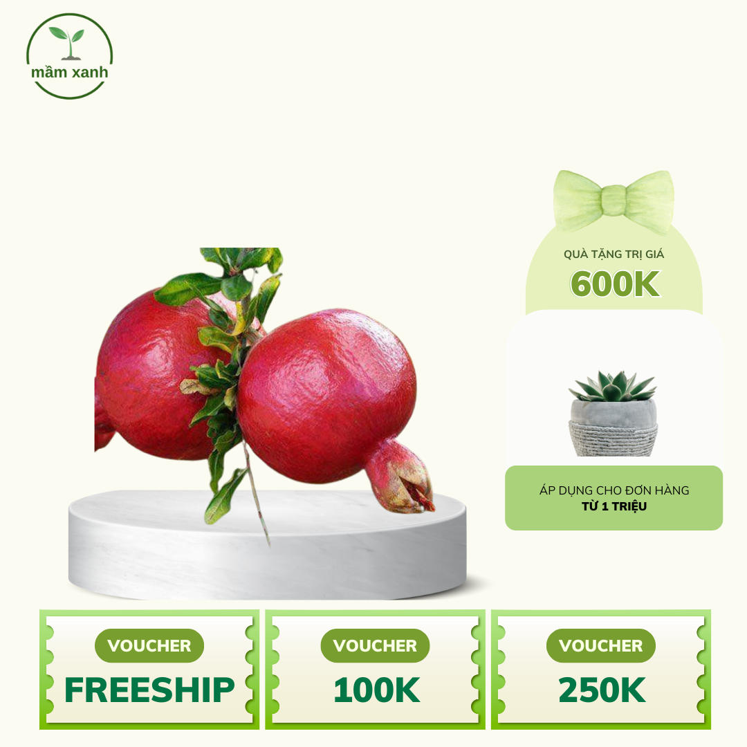 Cây lựu đỏ ngon, mọng nước, ngọt - uy tín chuẩn F1 - Ảnh 4