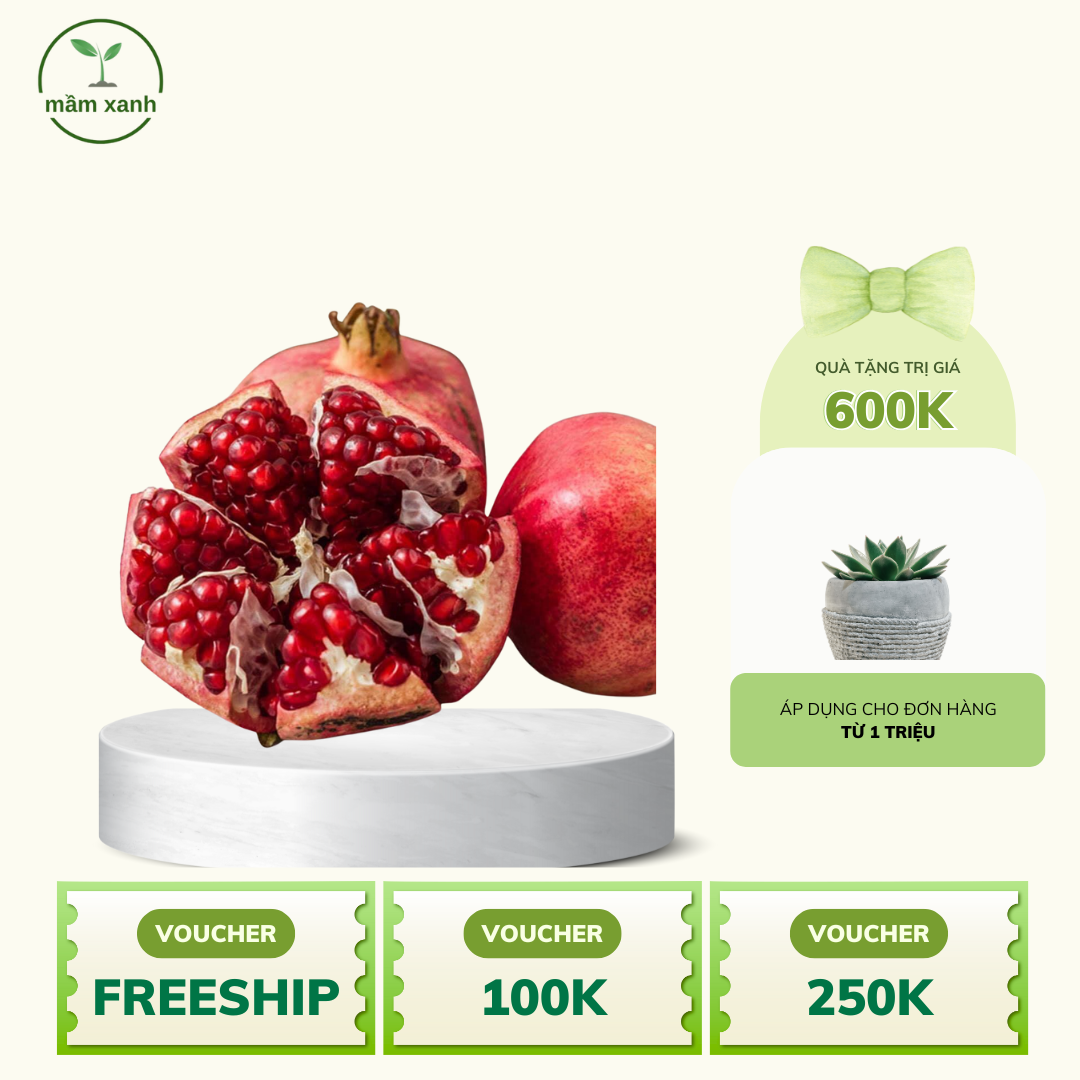 Cây lựu đỏ ngon, mọng nước, ngọt - uy tín chuẩn F1