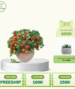Cây cà chua bi cảnh - Chuẩn giống F1, đảm bảo, uy tín