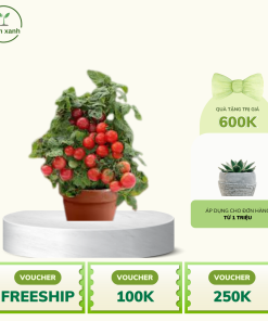 Alternative view of Cây cà chua bi cảnh - Chuẩn giống F1, đảm bảo, uy tín