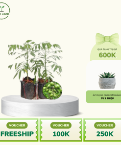 Cây cóc thái - Chuẩn giống F1, Đảm bảo uy tín và chất