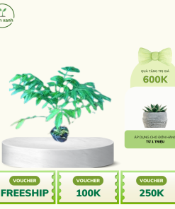 Alternative view of Cây cóc thái - Chuẩn giống F1, Đảm bảo uy tín và chất