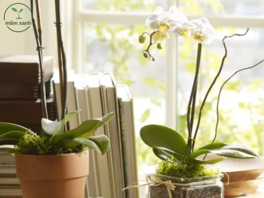 Ánh sáng, nhiệt độ và độ ẩm để trồng lan hồ điệp mới mua về cần để ngoài trời để cây hấp thụ ánh sáng