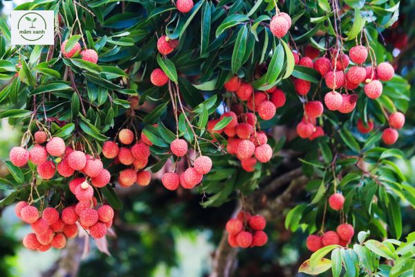 Top 4 các giống cây ăn quả quý ở nước ta - Vải thiều Lục Ngạn