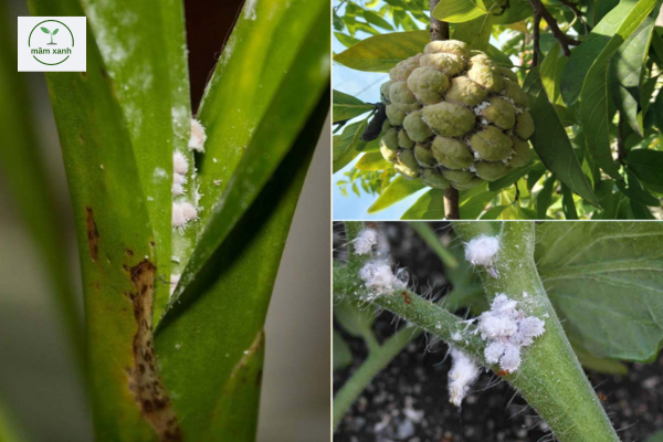 các loại sâu hại cây ăn quả 4 mùa