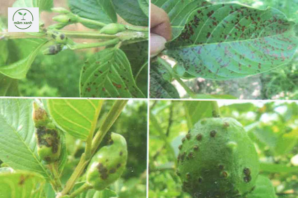 các loại sâu hại cây ăn quả 4 mùa