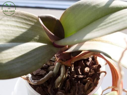 cách tưới hoa lan hạn chế khiến rễ bị thối và cây chậm phát triển.