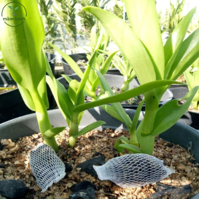 Cách chăm sóc hoa lan treo bằng cách chọn giống cho phù hợp