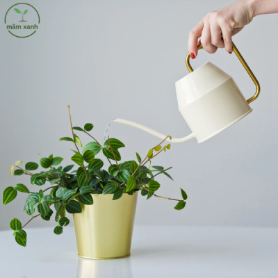 Cách chăm sóc hoa lan treo bằng cách tưới nước đúng cách