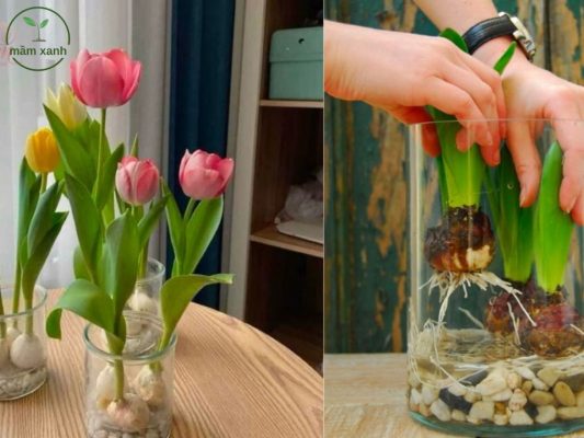 Hướng dẫn cách chăm sóc hoa tulip thuỷ canh bền và đẹp