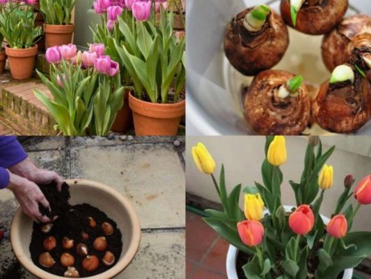 Chi tiết cách trồng hoa tulip thuỷ canh từ a đến z