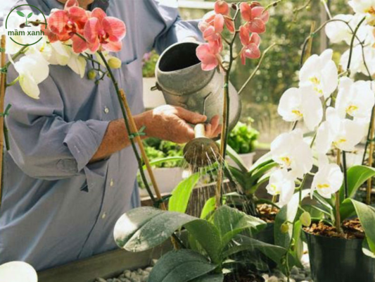 Người làm vườn đang thực hiện cách tưới hoa lan đúng kỹ thuật để giúp cây phát triển khỏe mạnh và ra hoa đẹp.