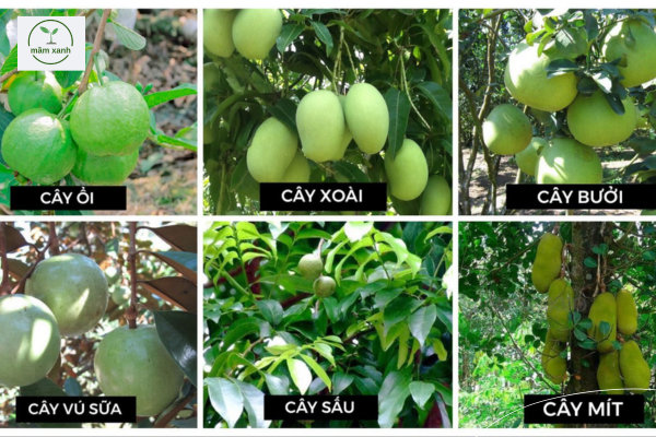cây ăn quả ôn đới ở việt nam 