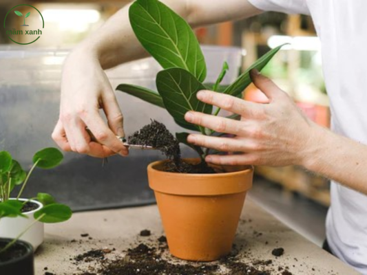 Chọn giá thể và chậu trồng phù hợp để trồng lan hồ điệp mới mua về