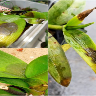 Cách chăm sóc hoa lan treo đúng cách là ngăn ngừa phòng bệnh