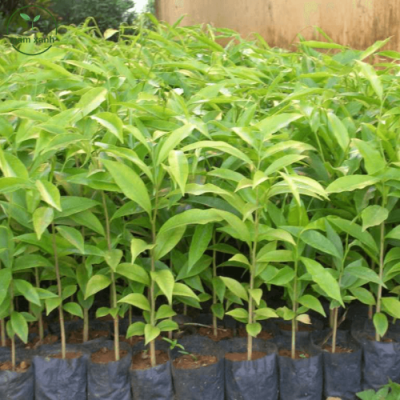 Cây giống hoa lan treo khỏe mạnh chuẩn bị trồng