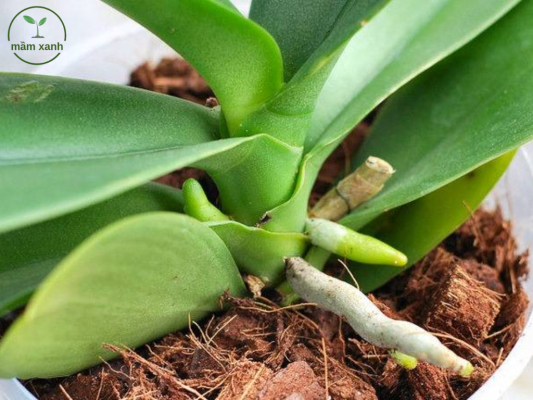 Chuẩn bị gốc rễ để trồng lan hồ điệp mới mua về