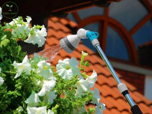 Cách tưới hoa lan đúng kỹ thuật giúp cây phát triển khỏe mạnh và ra hoa đẹp.