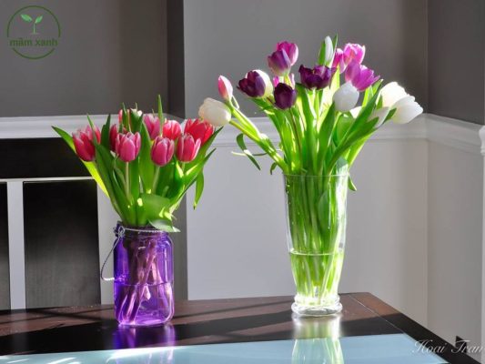 Gợi ý trưng bày hoa tulip thuỷ canh trong nhà làm nổi bật vẻ đẹp của hoa