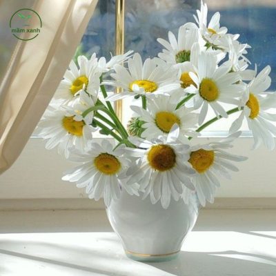 Hoa cúc trắng được cắm khéo léo trong lọ thủy tinh, tạo nên vẻ đẹp thanh thoát của các loài hoa màu trắng.