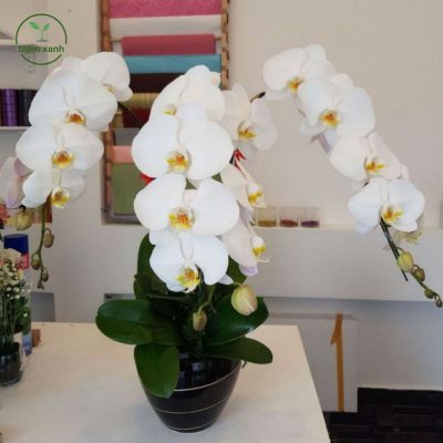 Hoa lan trắng thanh khiết một trong các loài hoa màu trắng được yêu thích tại Mầm Xanh.